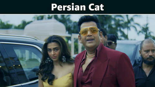 Persian Cat
